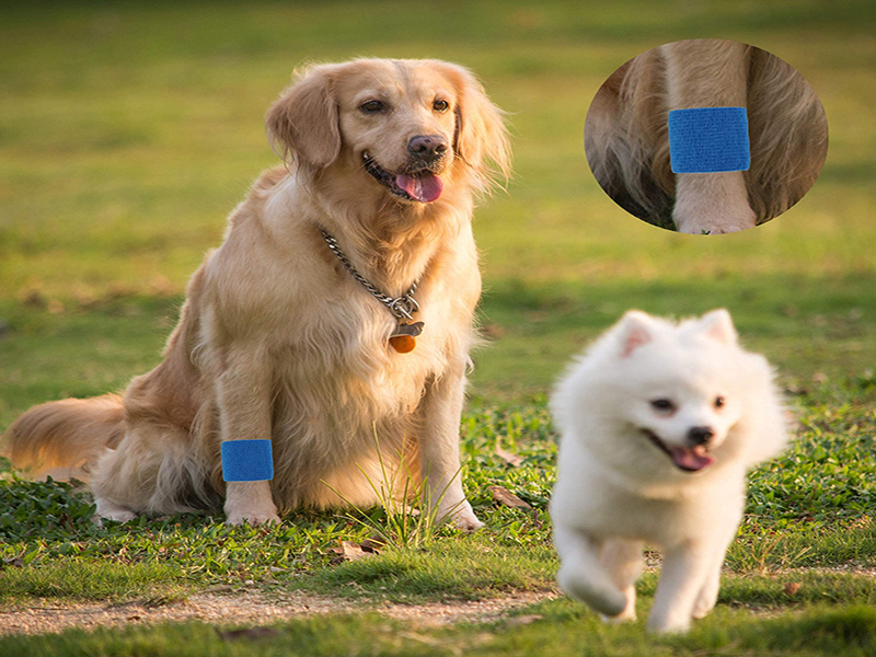 vet cohesive bandage.jpg